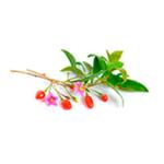Gojiberry