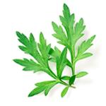 Mugwort