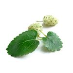 Mulberry