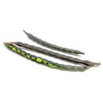 Mung Bean