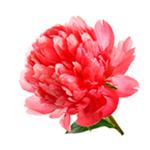 Peony