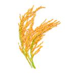 Rice Bran