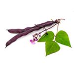 Red Bean Pod